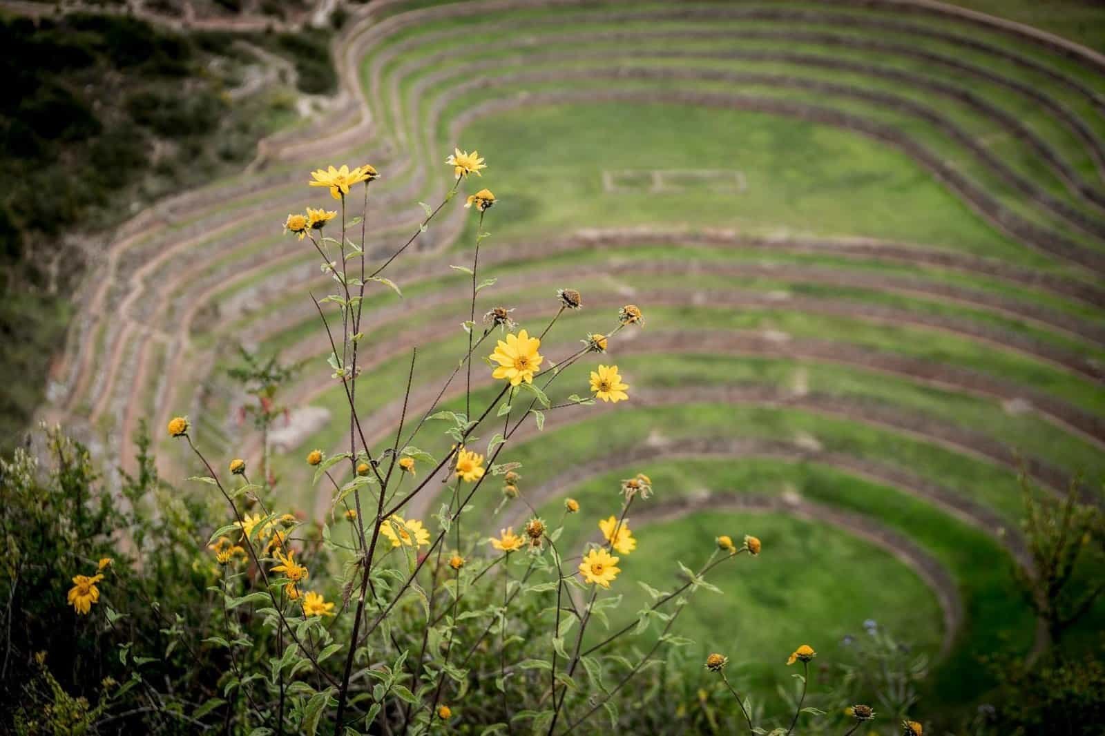 Another stunning view of the Inca circular terraces of Moray, located near the famous Maras salt terraces in the Sacred Valley.