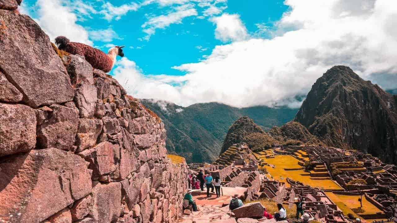A llama standing in front of Machu Picchu with the Sacred Valley in the background.